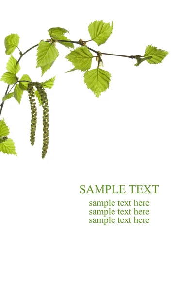Větev s zelenými listy izolované — Stock fotografie