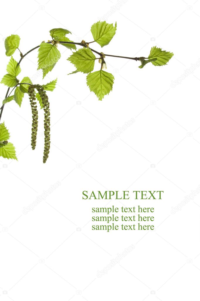 Branch with green leaves isolated
