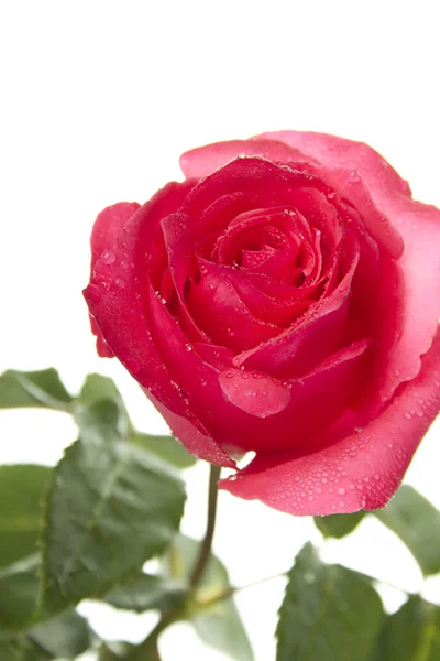 Pojedyncza czerwona róża — Zdjęcie stockowe