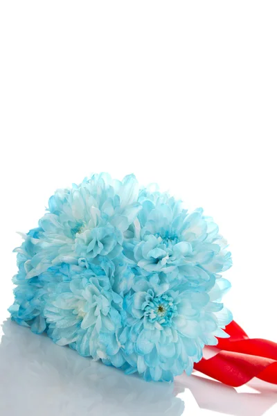Blaue Chrysanthemen — Stockfoto