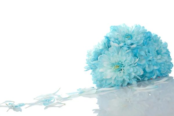 Chrysanthèmes bleus — Photo
