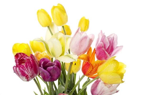 Tulipano con gocce d'acqua — Foto Stock