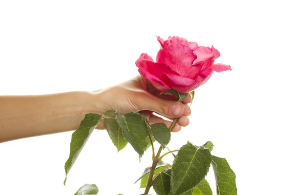 Τριαντάφυλλο στο χέρι κορίτσι — Φωτογραφία Αρχείου
