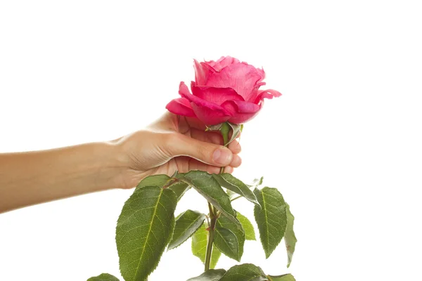 Rose i handen flicka — Stockfoto