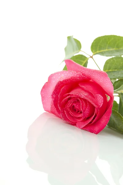 Single Red Rose — Stock Photo, Image