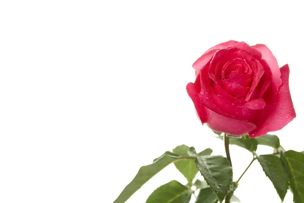 Rosa rossa singola — Foto Stock