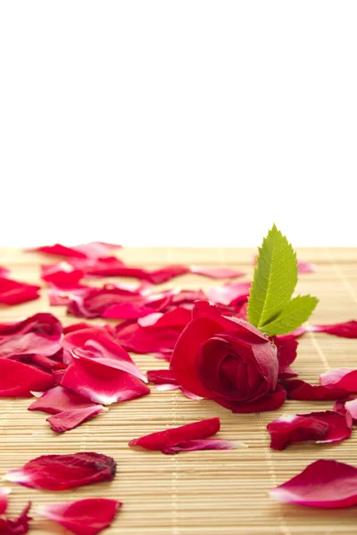 Rote Rosen und Blütenblätter — Stockfoto