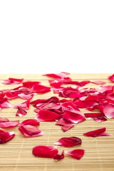 Червона троянда і пелюстки — стокове фото
