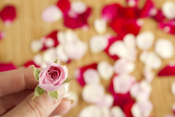 Рожева троянда і пелюстки — стокове фото