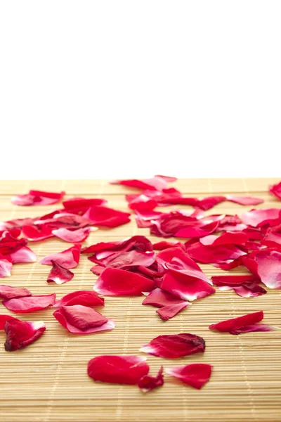 Röd ros och kronblad — Stockfoto