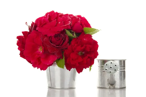 Rosas vermelhas em um balde — Fotografia de Stock