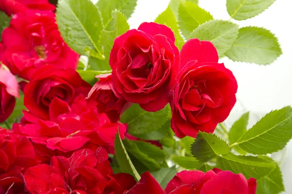 Röda rosor — Stockfoto