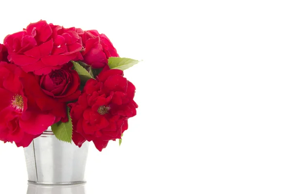 Rote Rosen im Eimer — Stockfoto