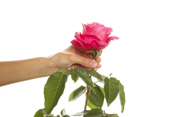 Роза в руках девушки — стоковое фото