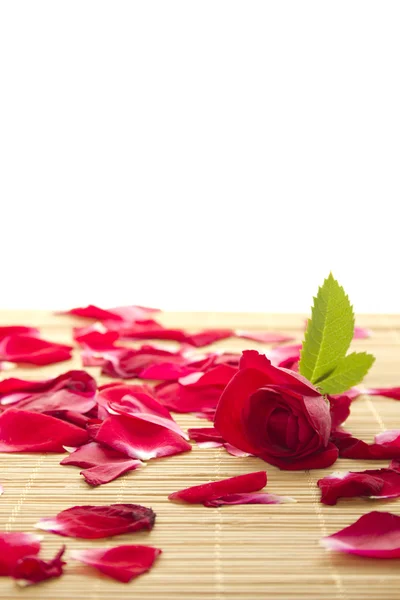 Rose rouge et pétales — Photo