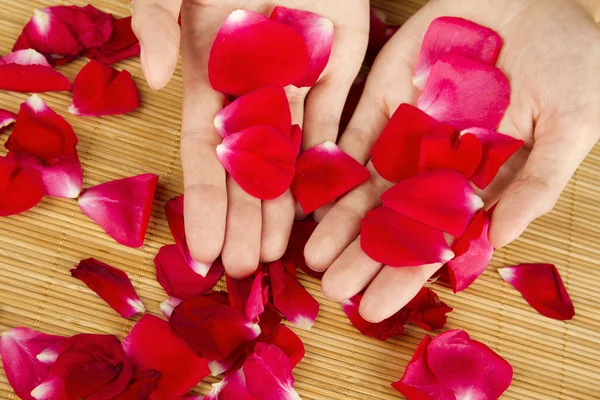 Ręce na płatki róż — Zdjęcie stockowe