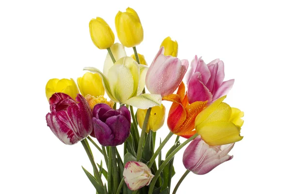 Tulipa com gotas de água — Fotografia de Stock
