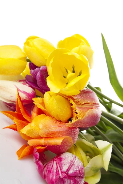 Tulipa com gotas de água — Fotografia de Stock