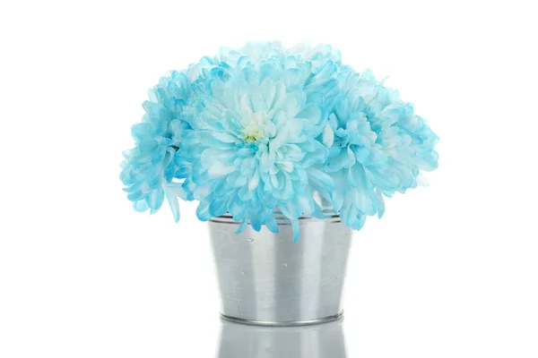 Blaue Chrysanthemen im Eimer — Stockfoto