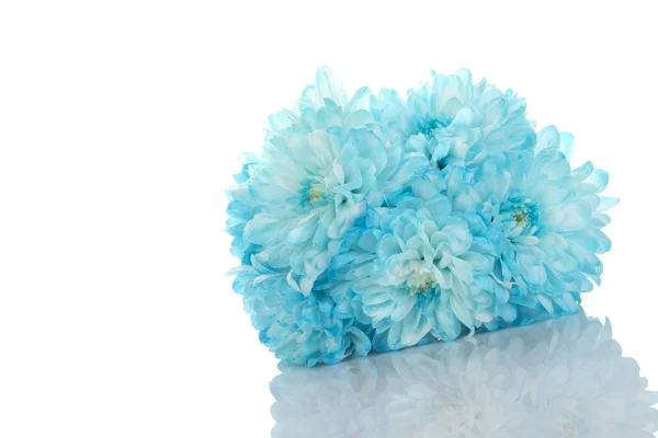 Синие хризантемы — стоковое фото