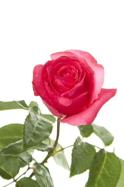 Ένα κόκκινο τριαντάφυλλο — Φωτογραφία Αρχείου