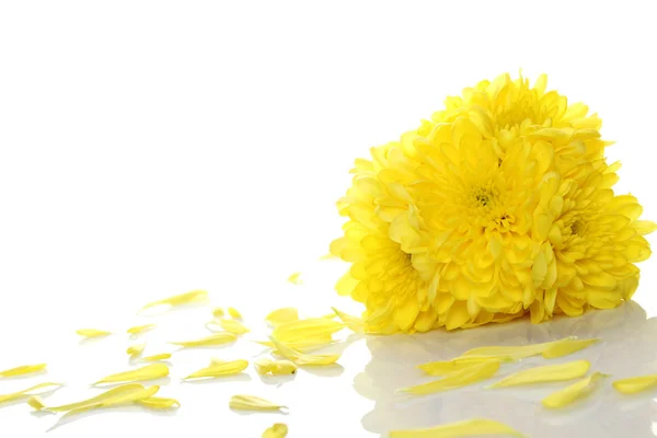 Chrysanthèmes jaunes — Photo