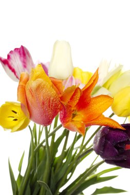 Tulips clipart