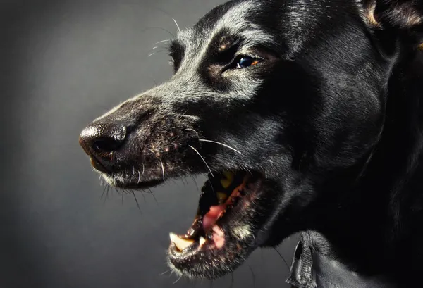 Primer plano de un perro negro aterrador — Foto de Stock