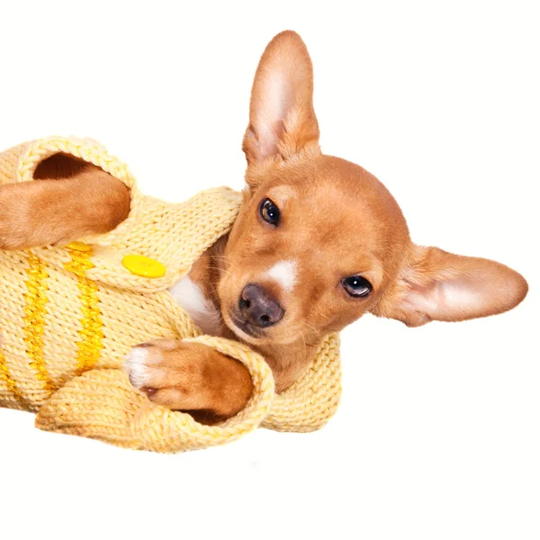 Carino in miniatura pincher cucciolo — Foto Stock