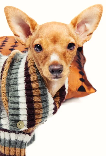 Roztomilý miniature pincher štěně — Stock fotografie