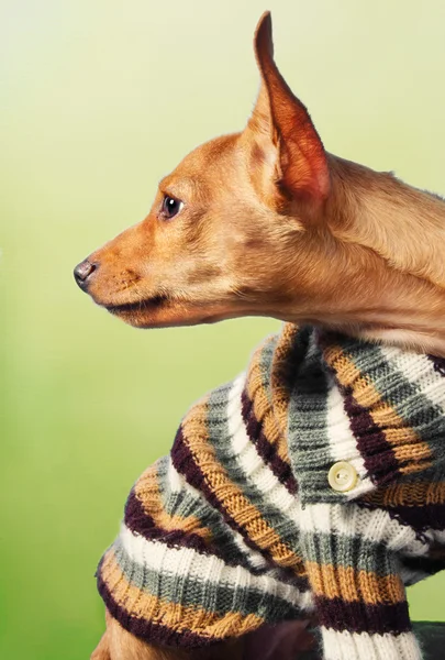 かわいいミニチュア ピンチャー子犬 — ストック写真
