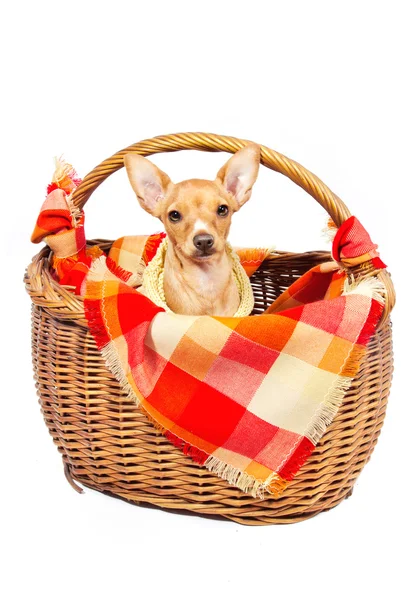 Cute miniature pincher puppy in a basket — Stock Photo, Image