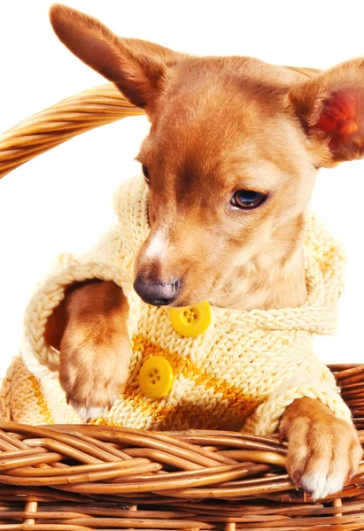 Cute miniature pincher puppy — Stock Photo, Image