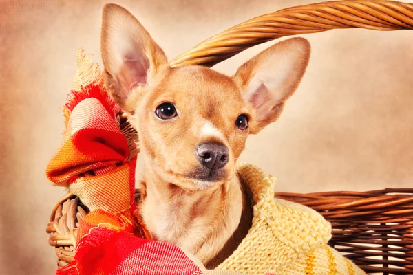 Cute miniature pincher puppy — Stock Photo, Image