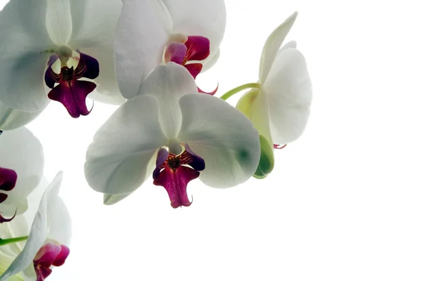 Orchid Royalty Free Stock Photos