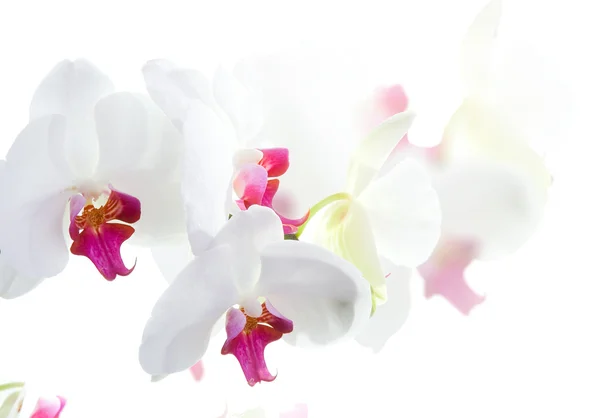 stock image Orchid