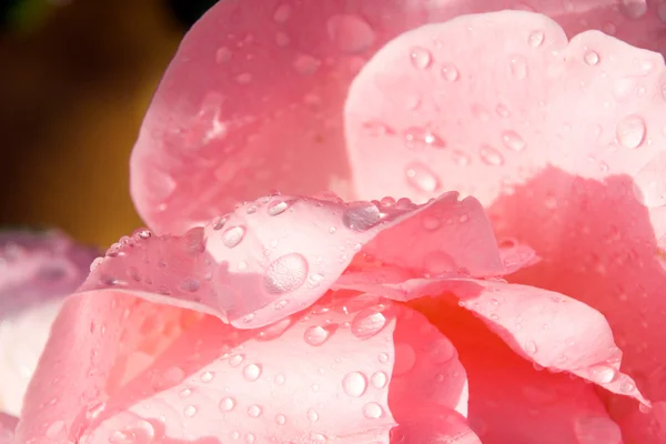 花瓣的雨滴 — 图库照片