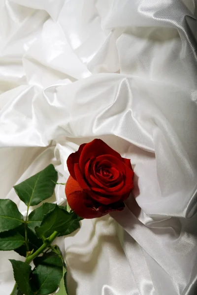 stock image Red rose