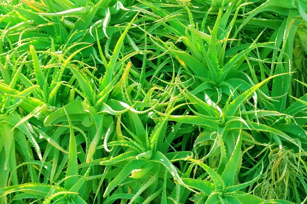 Stock image Aloe Vera