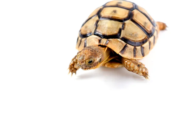Little tortoise — Stock Photo, Image