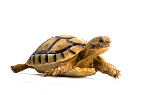 Little tortoise — Stock Photo, Image