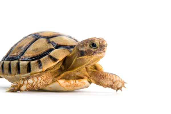 Piccola tartaruga — Foto Stock