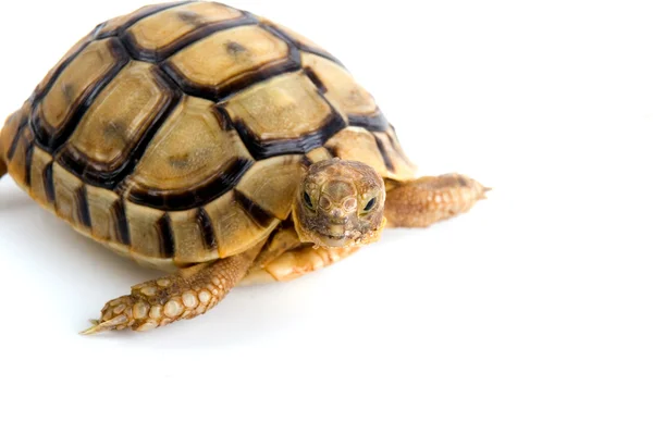 Маленькі черепахи — стокове фото