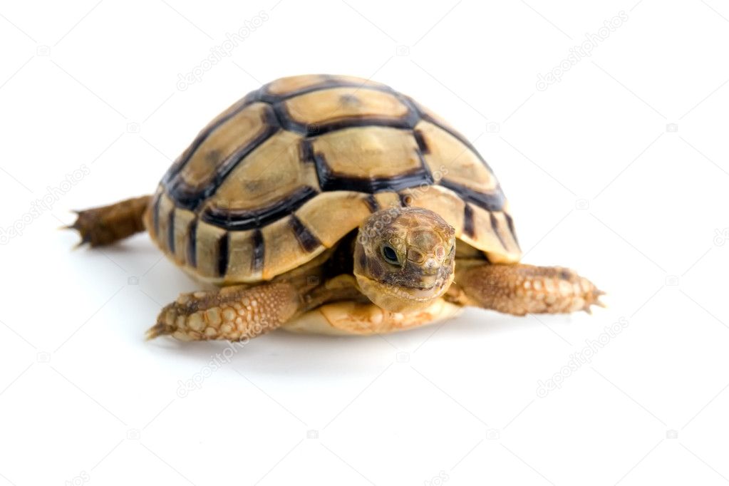 Little tortoise