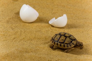 Little tortoise clipart