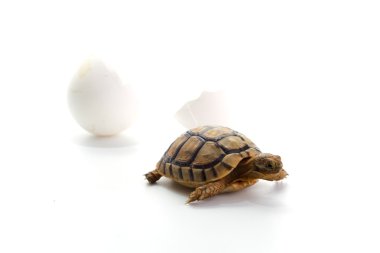 Little tortoise clipart