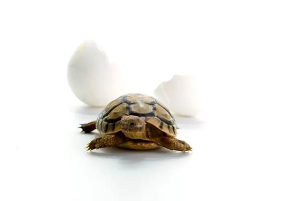 Mały żółw — Zdjęcie stockowe