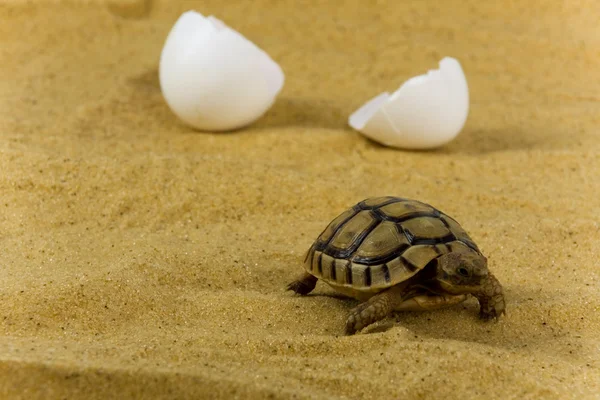 Small steppe tortoise — Stock Photo, Image