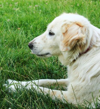 köpek çim üzerinde yalan