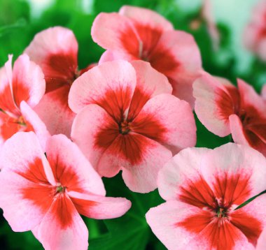 Pelargonium clipart